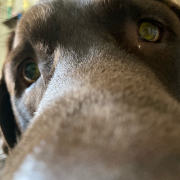 Meet your Posher, Leah - Picture 1 of 1